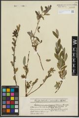 Foto von Salix purpurea L. x Salix repens L.